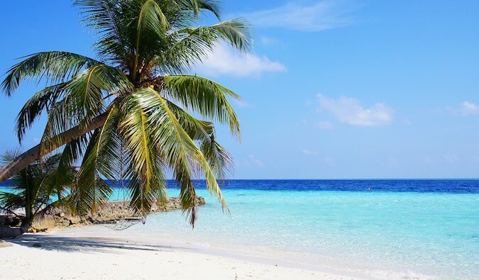 A palm tree on a white sand beach in a tropical island