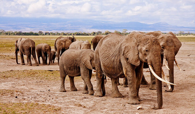 A herd of elephants walking together